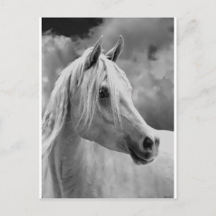 Serne Composition Briefkaart