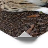 serval 003 poster (Hoek)