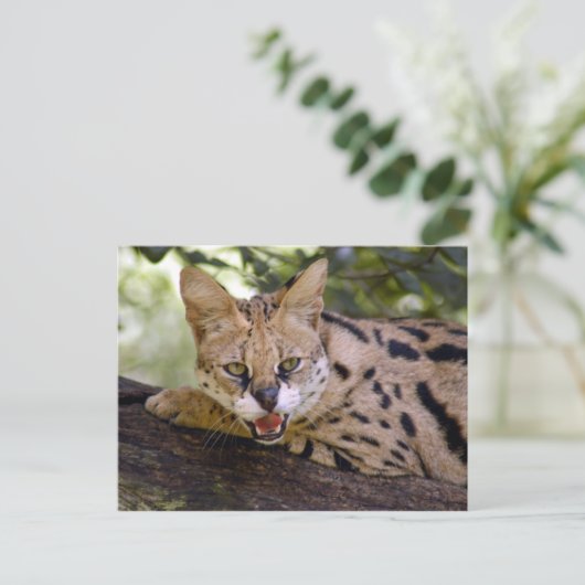 serval 013 briefkaart (Staand voorkant)