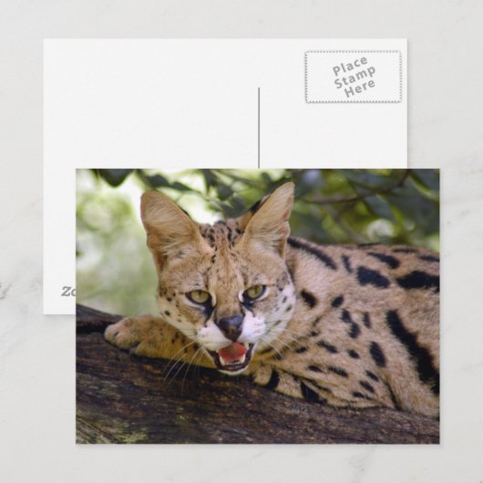 serval 013 briefkaart (Voorkant / Achterkant)