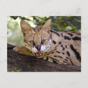 serval 013 briefkaart