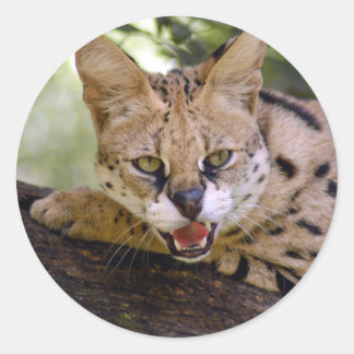 serval 013 ronde sticker