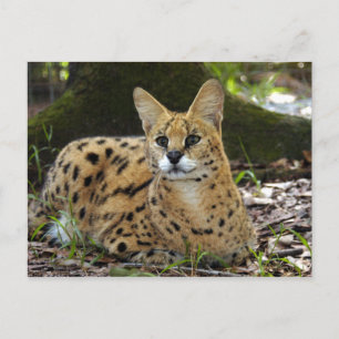 serval 015 briefkaart