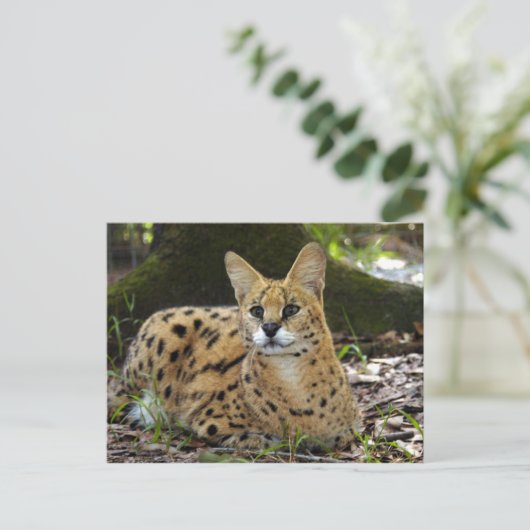 serval 015 briefkaart (Staand voorkant)