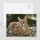 serval 015 briefkaart (Voorkant / Achterkant)
