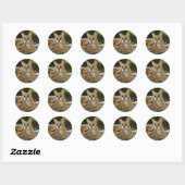 serval 015 ronde sticker (Vel)