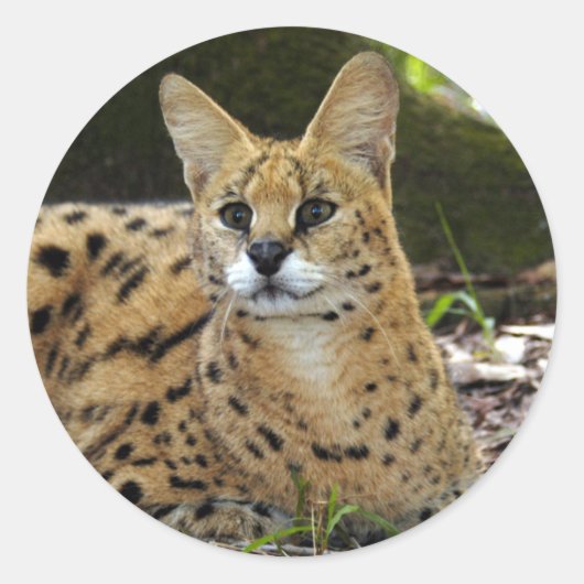 serval 015 ronde sticker (Voorkant)