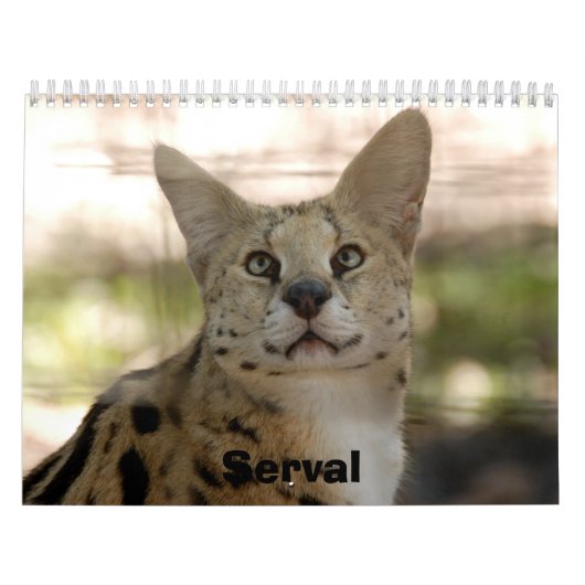 serval 017 Serval Kalender (Hoes)