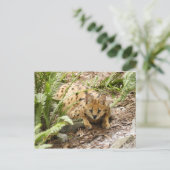 serval 019 briefkaart (Staand voorkant)