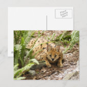 serval 019 briefkaart (Voorkant / Achterkant)