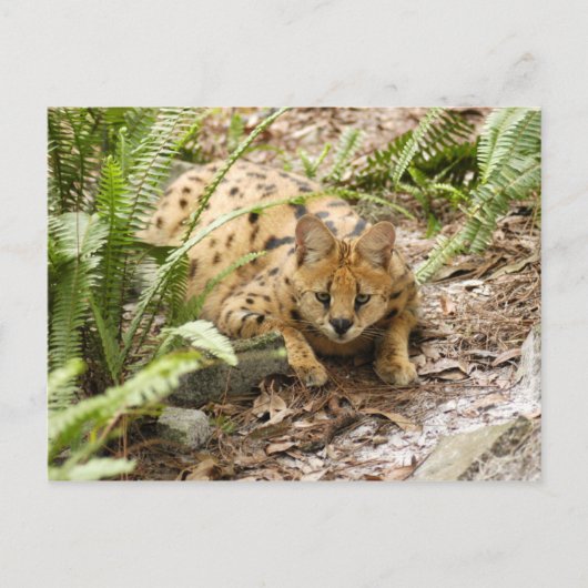 serval 019 briefkaart (Voorkant)