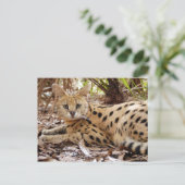 serval 025 briefkaart (Staand voorkant)