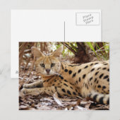 serval 025 briefkaart (Voorkant / Achterkant)