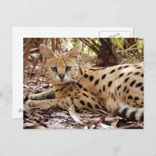 serval 025 briefkaart (Voorkant / Achterkant)