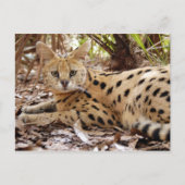 serval 025 briefkaart (Voorkant)