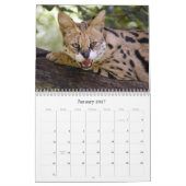serval 025 Serval Kalender (Jan 2027)