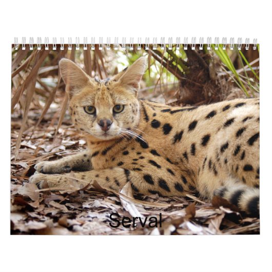 serval 025 Serval Kalender (Hoes)