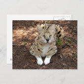 serval 028 briefkaart (Voorkant / Achterkant)