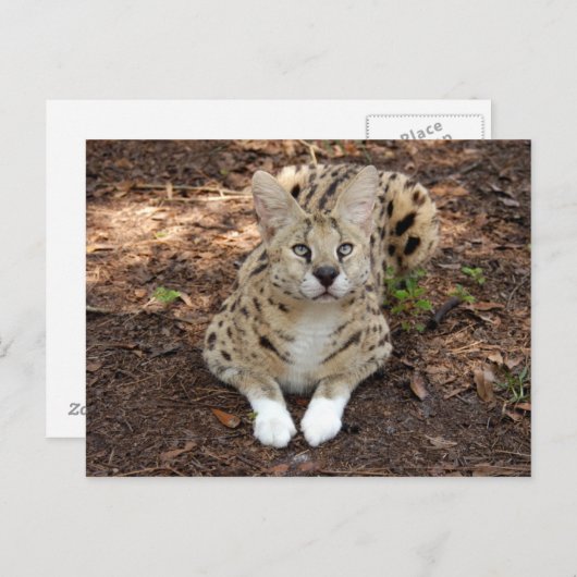 serval 028 briefkaart (Voorkant / Achterkant)