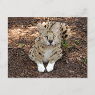 serval 028 briefkaart