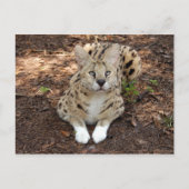 serval 028 briefkaart (Voorkant)