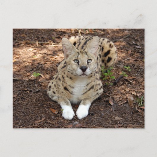 serval 028 briefkaart (Voorkant)