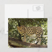 serval 039 briefkaart (Voorkant / Achterkant)