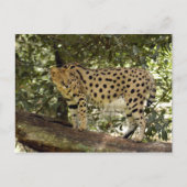 serval 039 briefkaart (Voorkant)