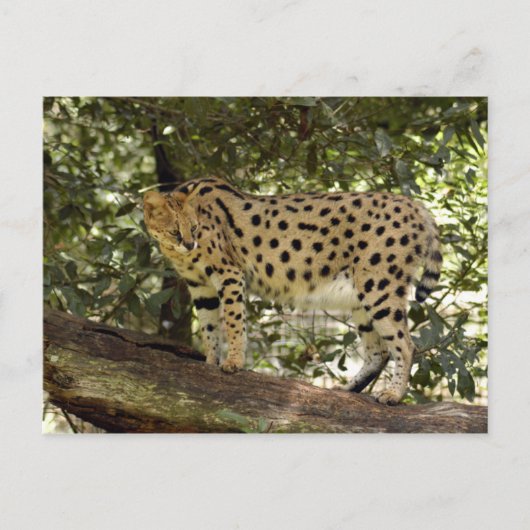 serval 039 briefkaart (Voorkant)