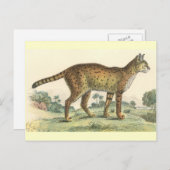 Serval Briefkaart (Voorkant / Achterkant)