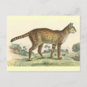 Serval Briefkaart (Voorkant)