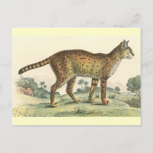 Serval Briefkaart (Voorkant)