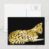 Serval-Briefkaart Briefkaart (Voorkant / Achterkant)