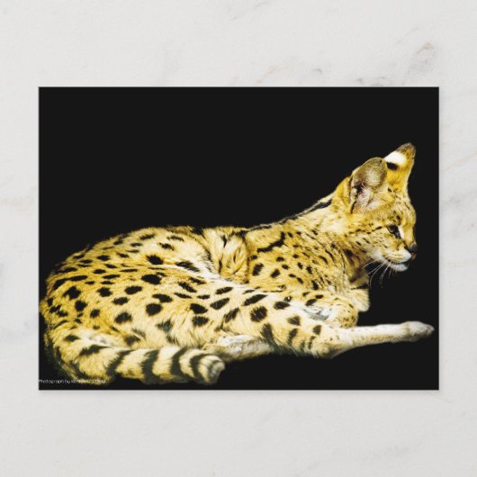 Serval-Briefkaart Briefkaart (Voorkant)