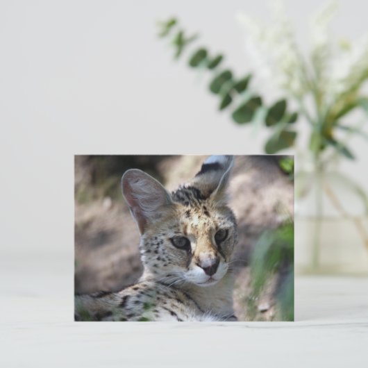 Serval Cat Briefkaart (Staand voorkant)