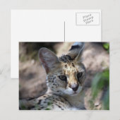 Serval Cat Briefkaart (Voorkant / Achterkant)