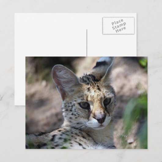 Serval Cat Briefkaart (Voorkant / Achterkant)