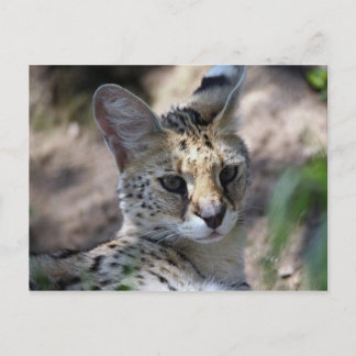 Serval Cat Briefkaart