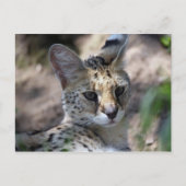 Serval Cat Briefkaart (Voorkant)