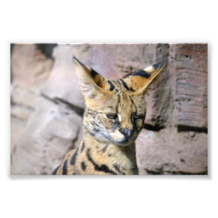 Serval Cat Foto Afdruk