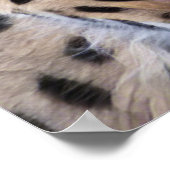 Serval Cat Poster (Hoek)