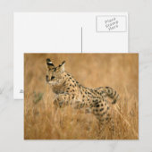 Serval (gemeente) Jumping Briefkaart (Voorkant / Achterkant)