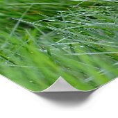 Serval in het gras poster (Hoek)