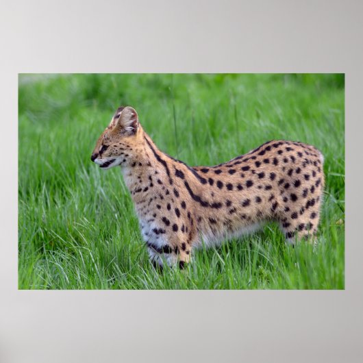 Serval in het gras poster (Voorkant)