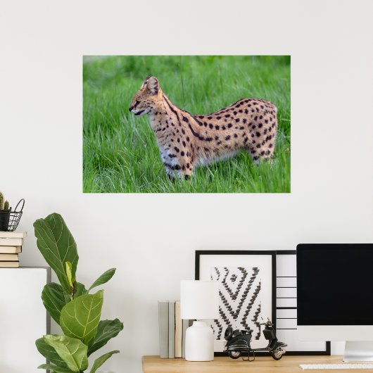 Serval in het gras poster (Thuiskantoor)