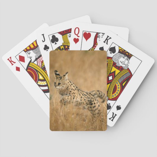 Serval (Leptailurus Serval) Springen Pokerkaarten (Achterkant)