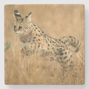 Serval (Leptailurus Serval) Springen Stenen Onderzetter