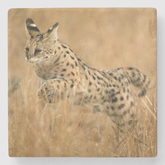 Serval (Leptailurus Serval) Springen Stenen Onderzetter (Voorkant)