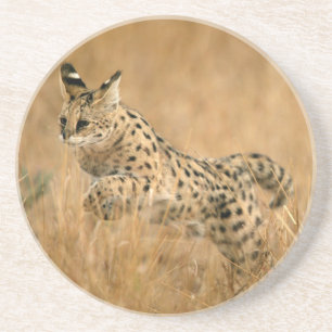 Serval (Leptailurus Serval) Springen Zandsteen Onderzetter