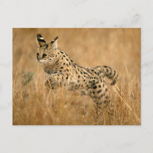 Serval (Leptailurus Serval) springend Briefkaart (Voorkant)